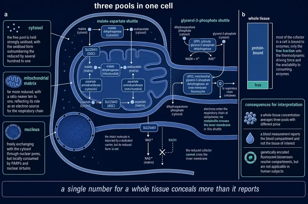 Cytosolic, mitochondrial and nuclear pools, and the bound versus free fraction