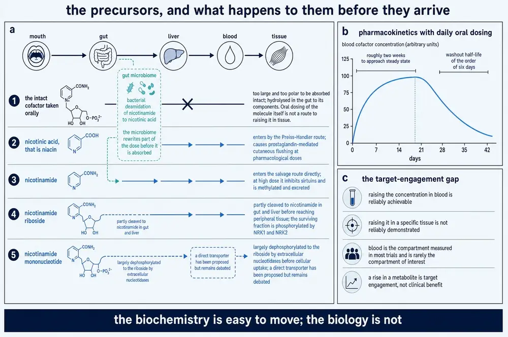 The fate of five precursors from mouth to tissue, and the target-engagement gap