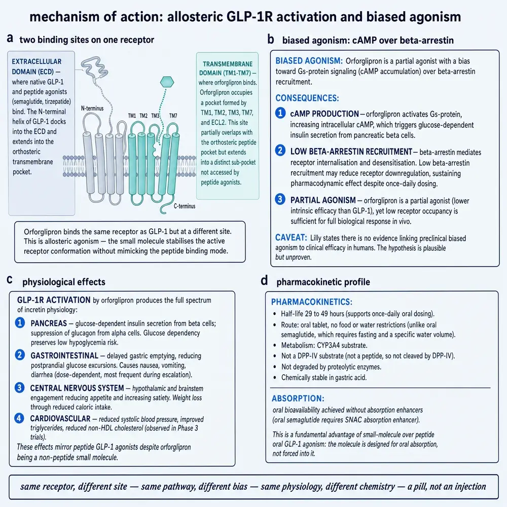 Mechanism of action: orforglipron at GLP-1R, biased agonism, physiological effects, and pharmacokinetic profile