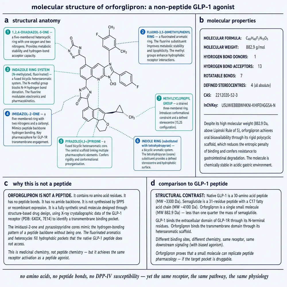 Molecular structure of orforglipron: labelled fragments, properties, and contrast with peptide GLP-1 agonists