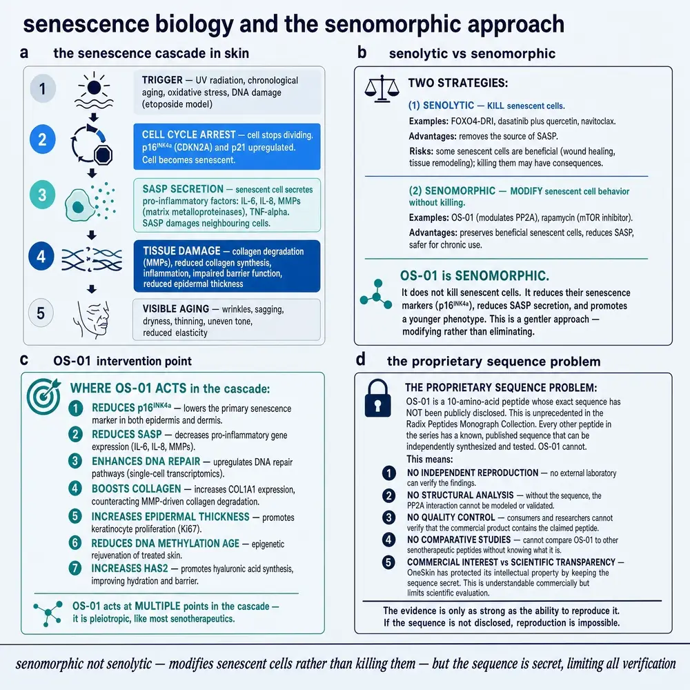 Senescence cascade and senomorphic versus senolytic approaches