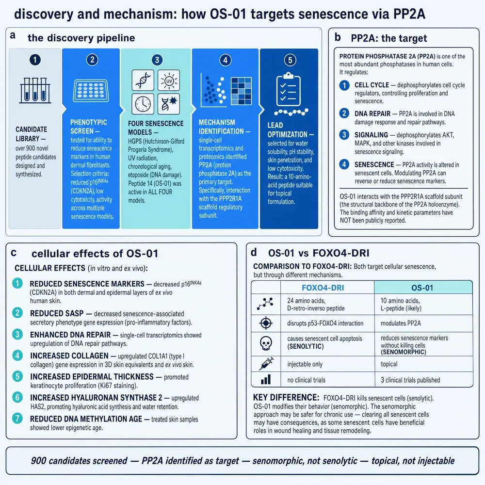 Discovery pipeline and PP2A mechanism plate for OS-01