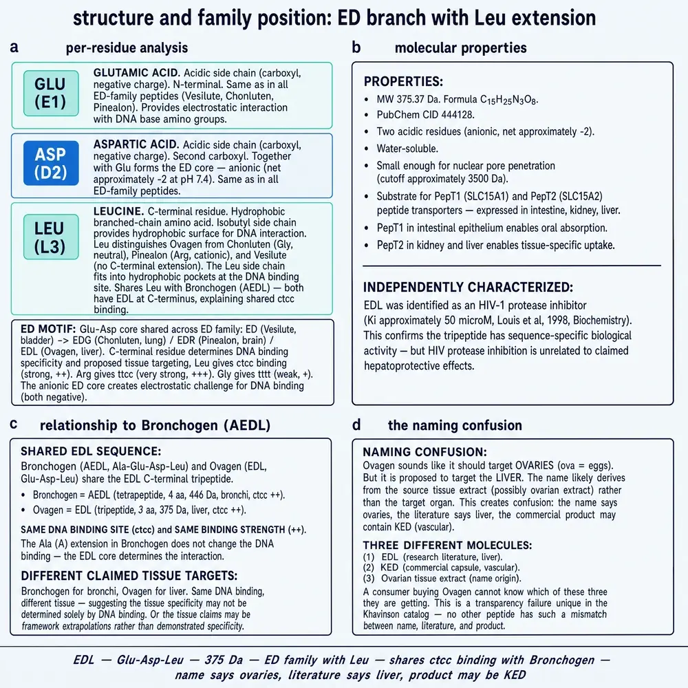 EDL residue architecture, ED-branch family, Bronchogen overlap