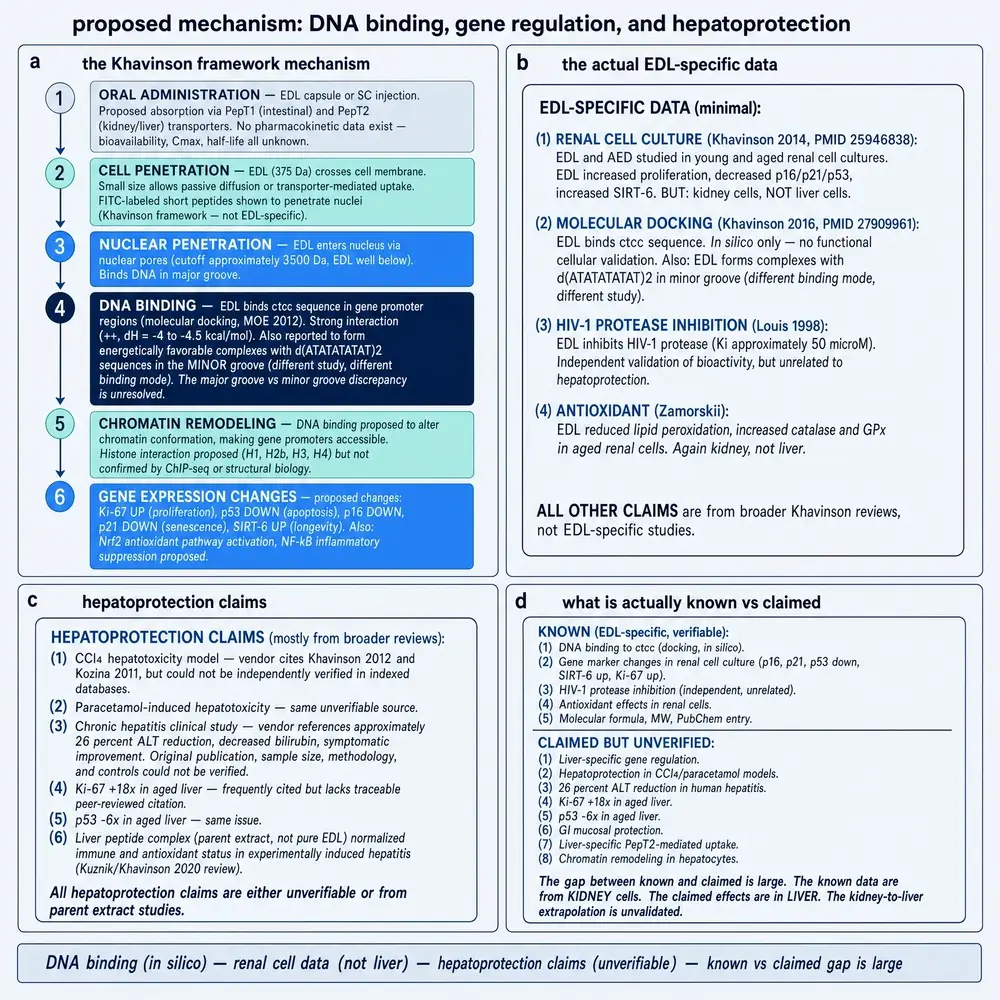 Proposed mechanism cascade versus kidney-anchored EDL data
