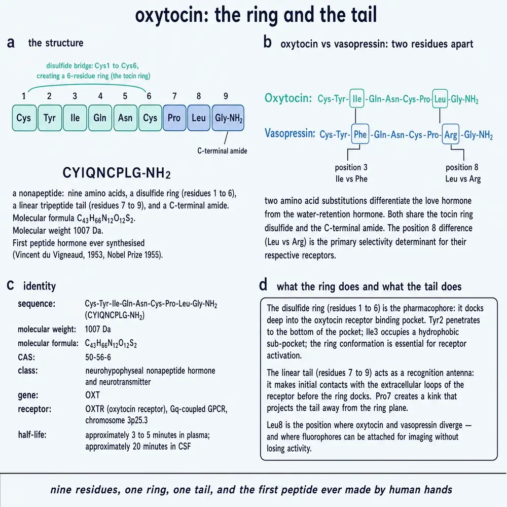 commissioned plate: ring tail