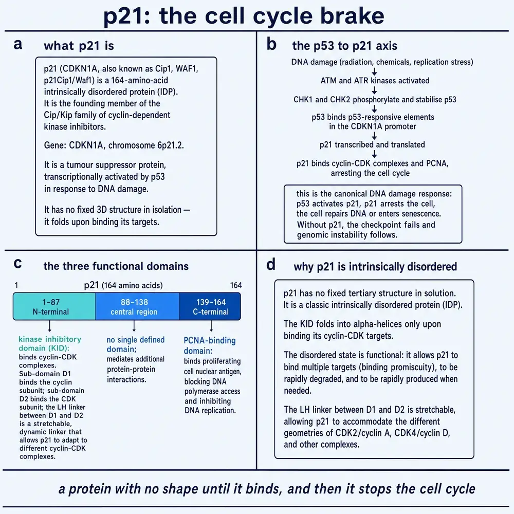 p21/CDKN1A: the cell cycle brake — identity, p53 axis, domains, intrinsically disordered structure (disambiguation exhibit, not Peptide 021)