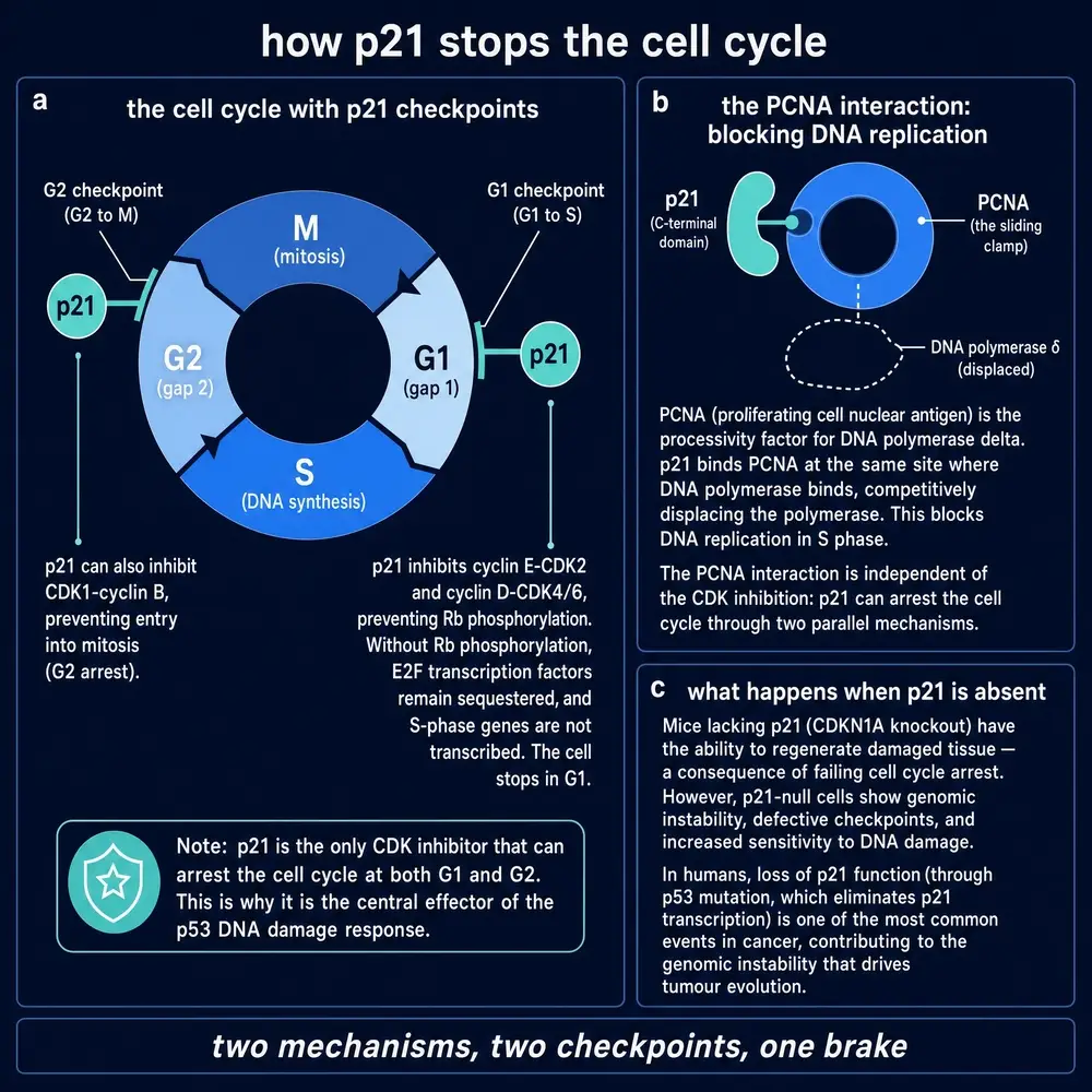 How p21/CDKN1A stops the cell cycle: G1 and G2 checkpoints and PCNA block (disambiguation exhibit, not Peptide 021)