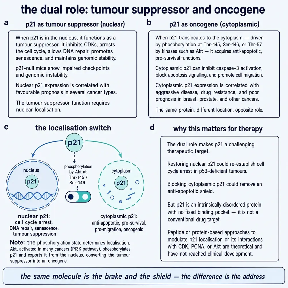 p21/CDKN1A dual role: nuclear tumour suppressor versus cytoplasmic oncogene (disambiguation exhibit, not Peptide 021)