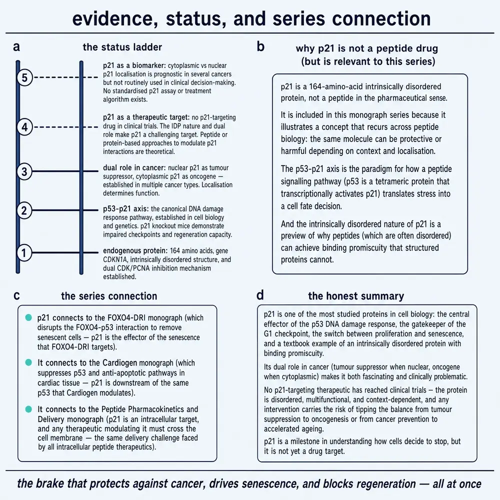 p21/CDKN1A evidence status and series connections (disambiguation exhibit, not Peptide 021)