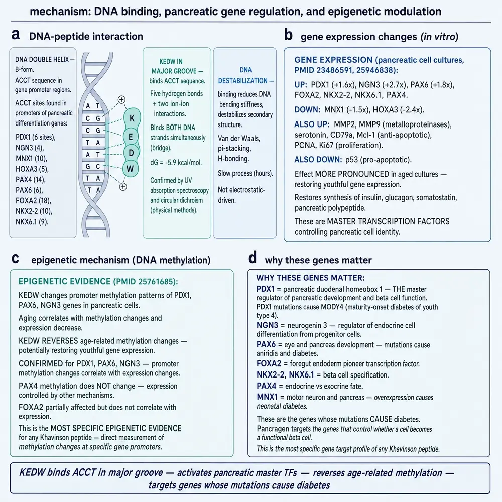 DNA binding, pancreatic TF panel, and methylation claim