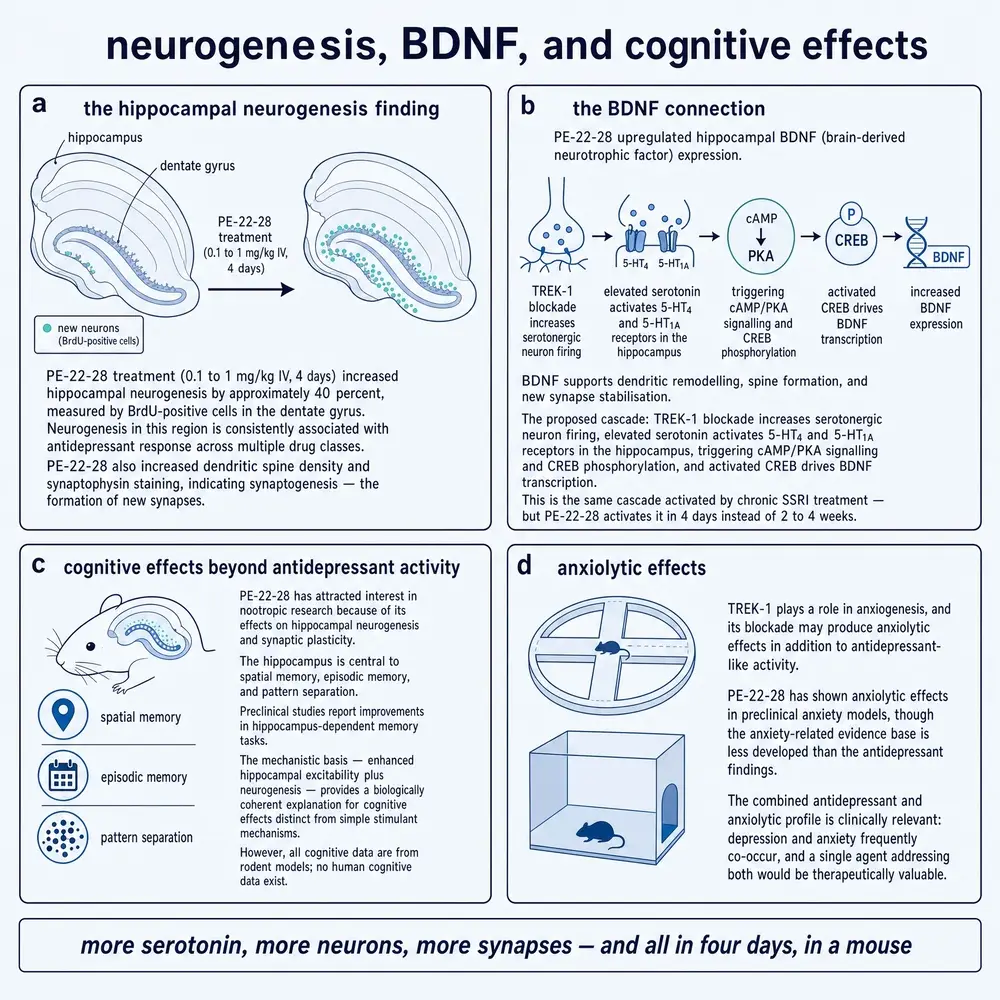 commissioned plate: neurogenesis