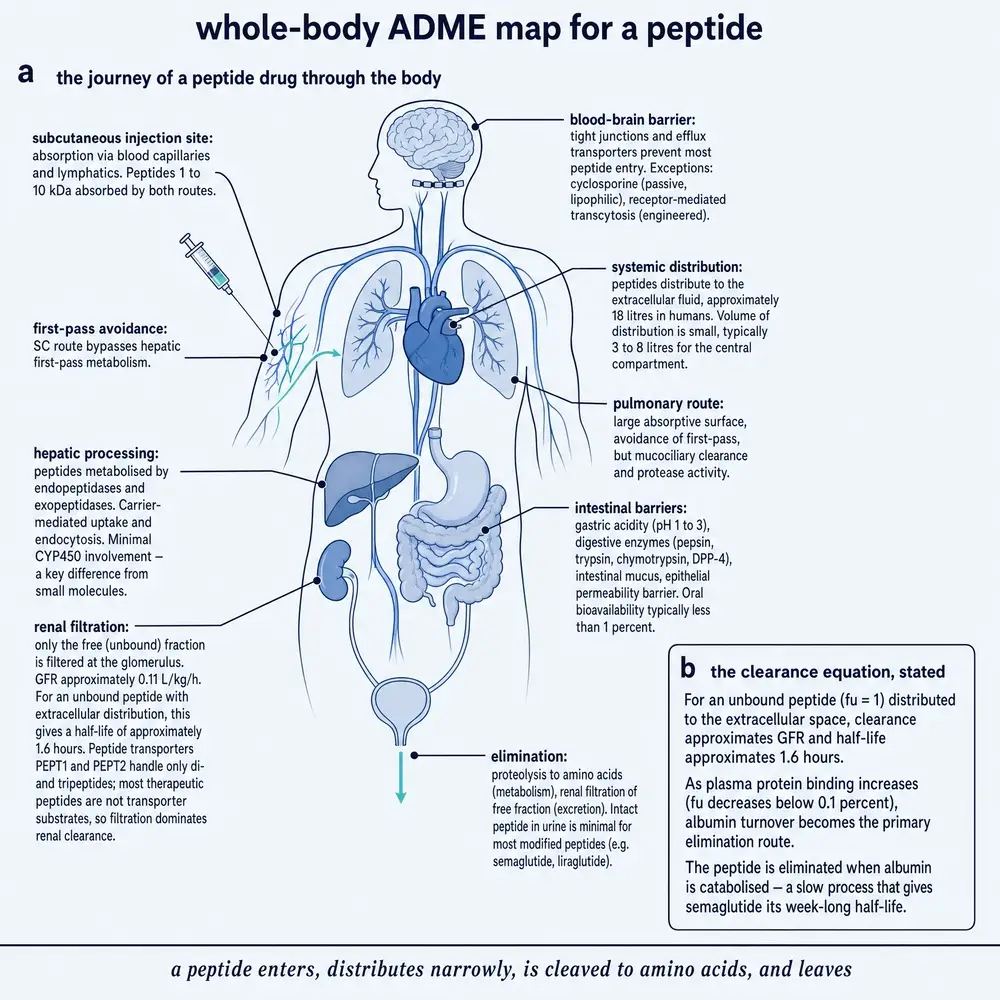 Whole-body ADME map for a peptide