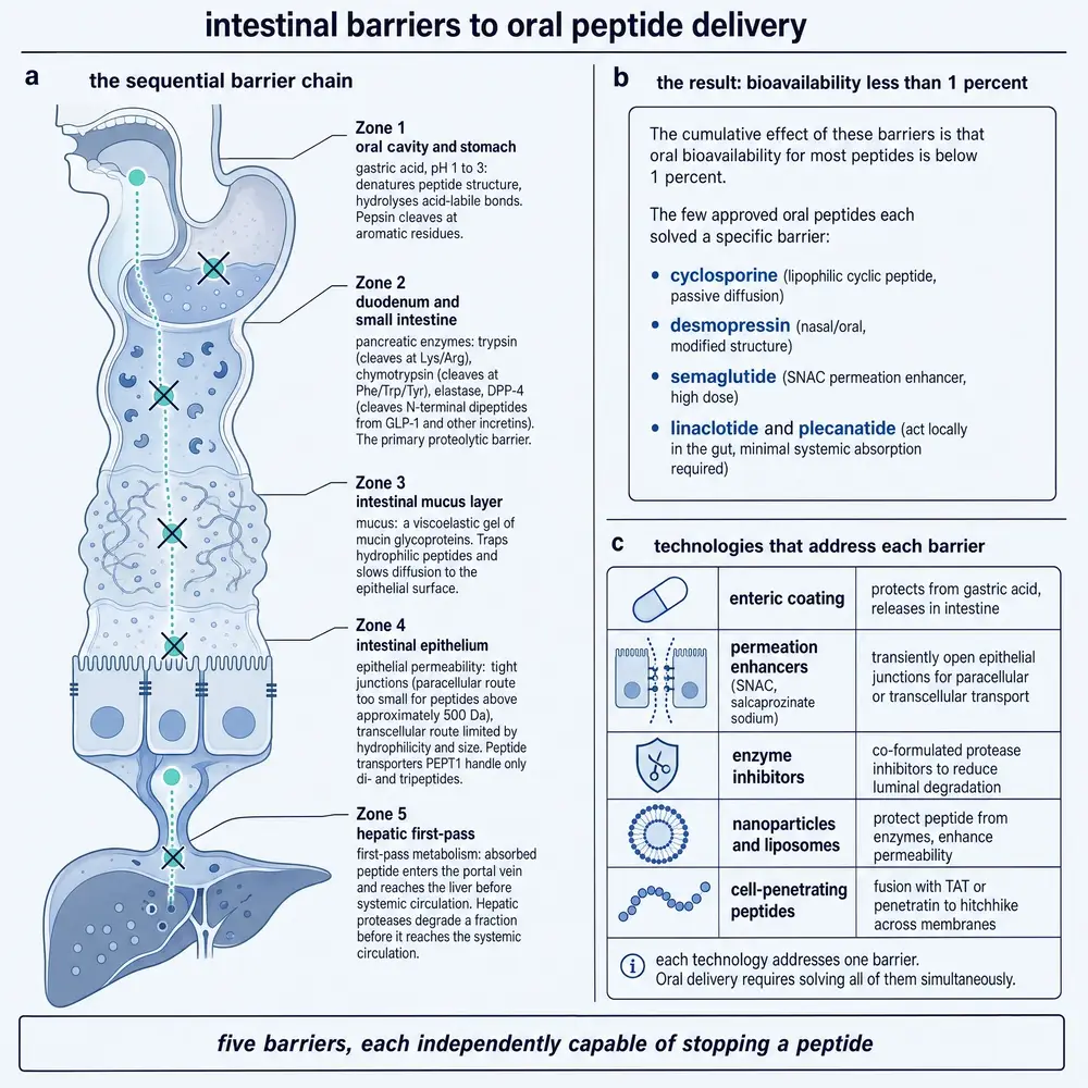 Intestinal barriers to oral peptide delivery