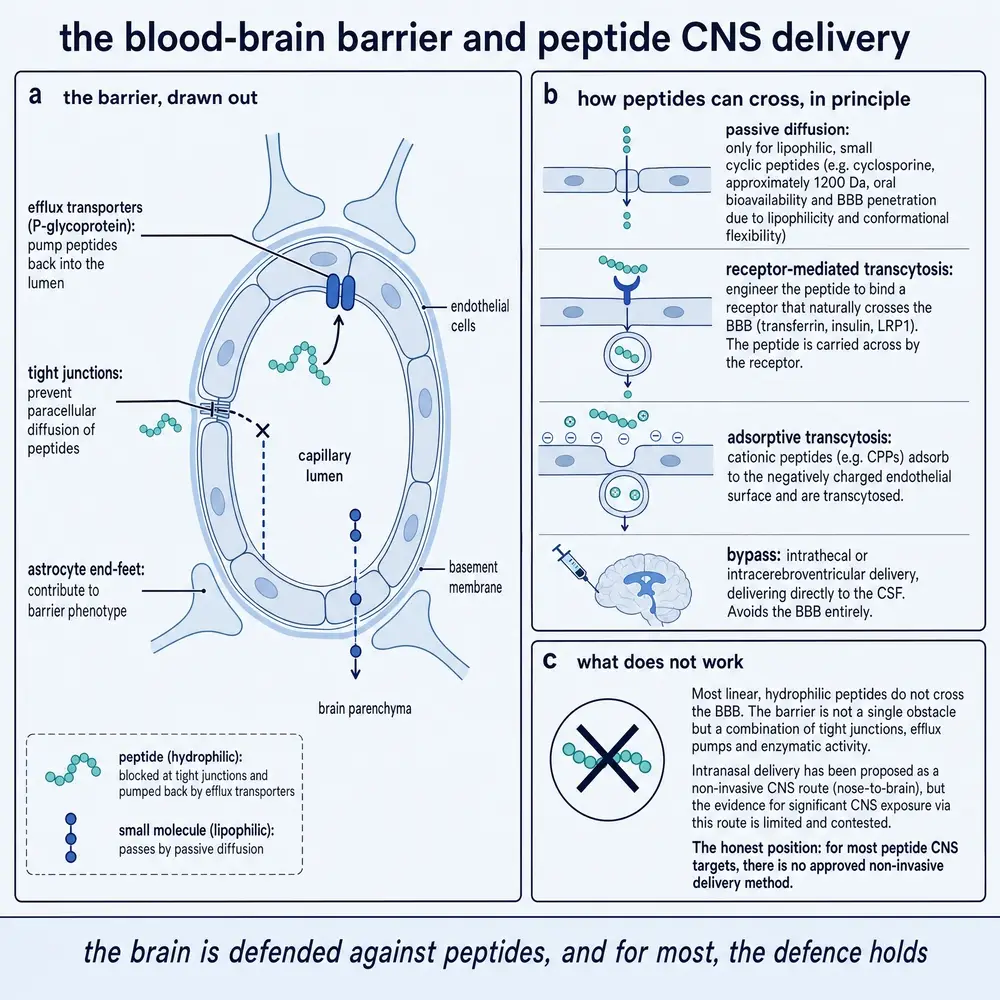 The blood-brain barrier and peptide CNS delivery