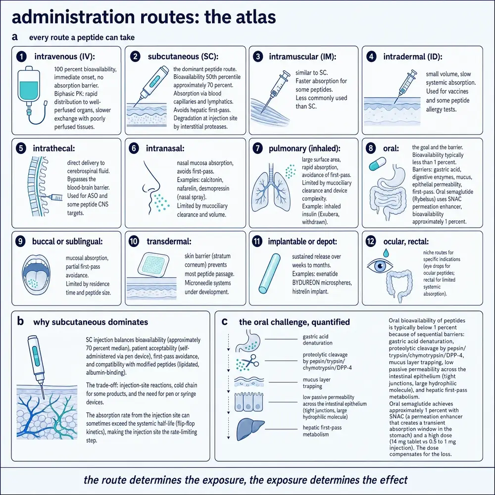 Administration routes: the atlas
