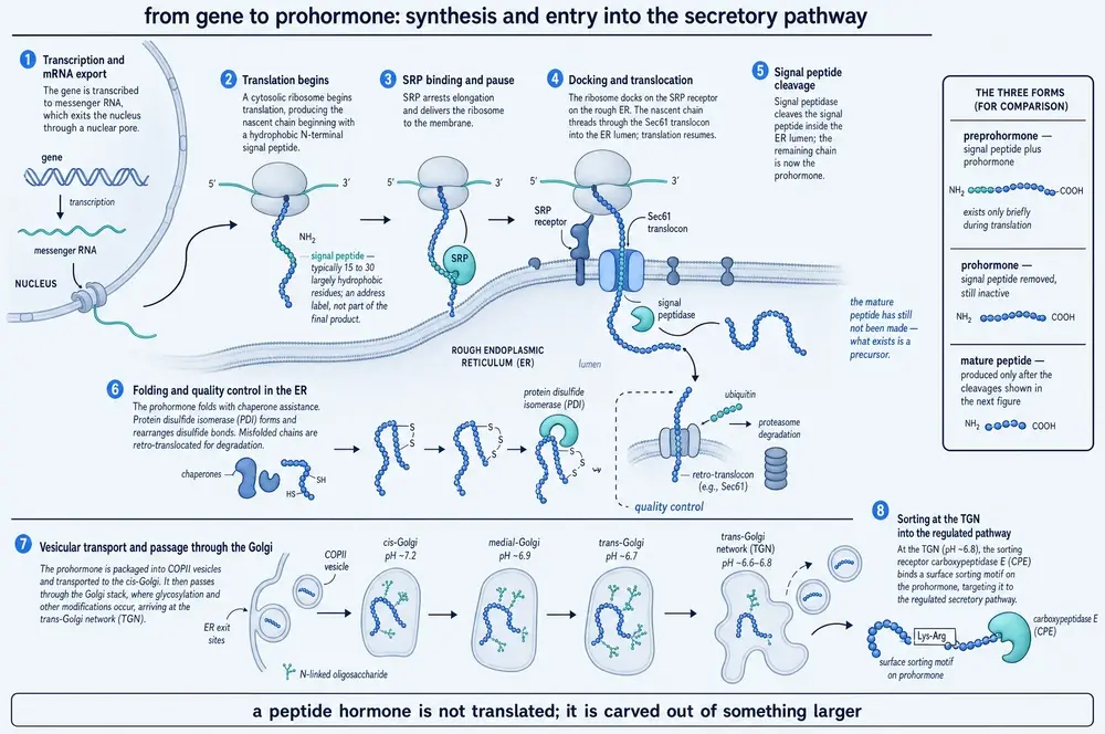 From gene to prohormone: synthesis and entry into the secretory pathway, in eight steps