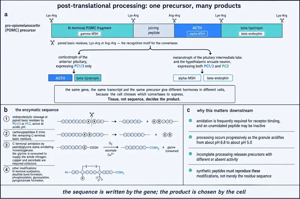 Post-translational processing: one precursor, many products