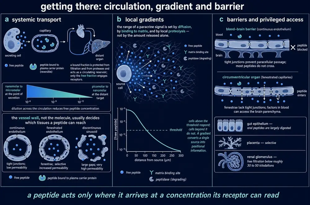 Getting there: circulation, gradient and barrier