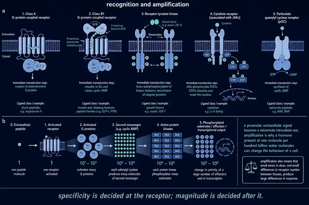 Recognition and amplification