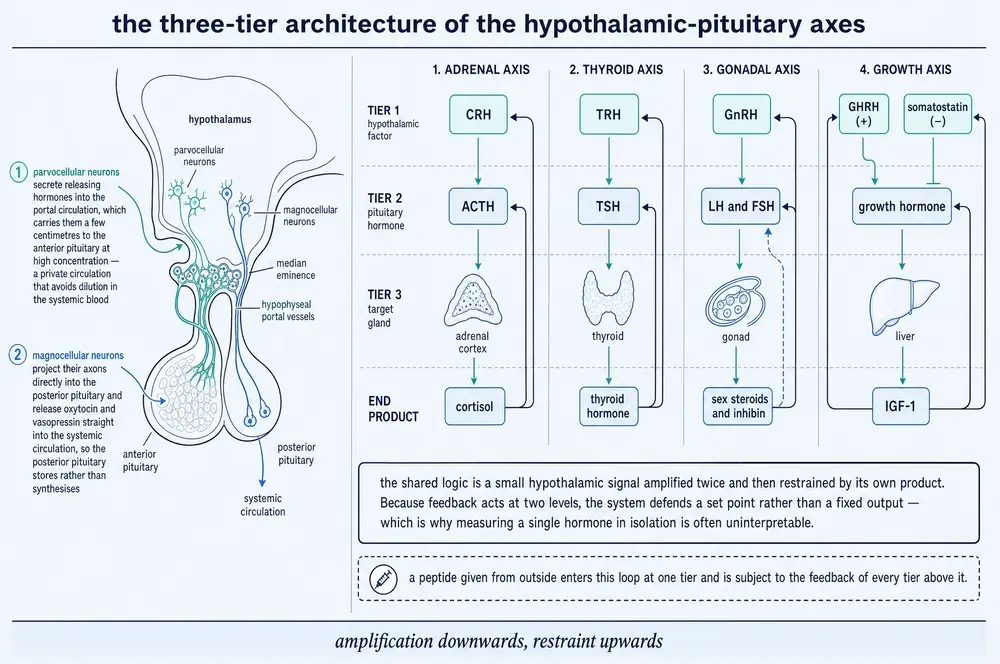 The three-tier architecture of the hypothalamic&ndash;pituitary axes