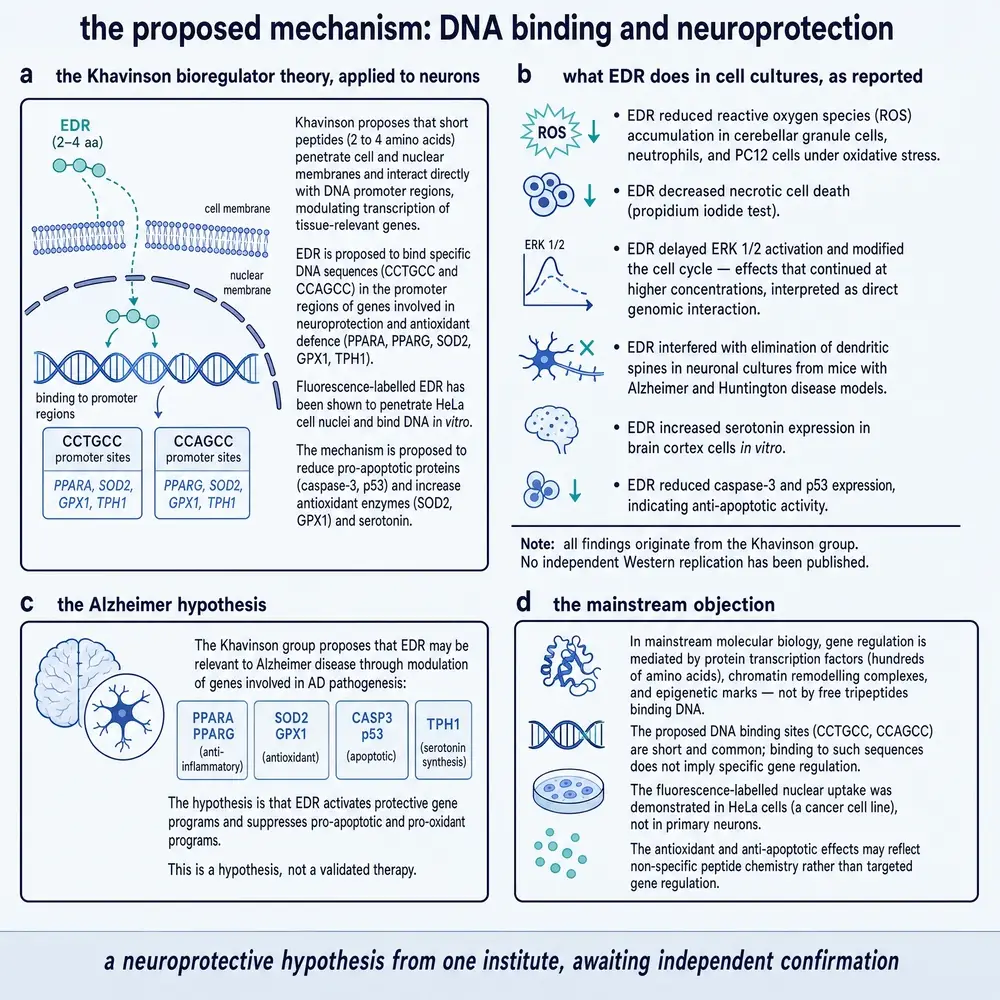 Proposed Pinealon mechanism: DNA binding, culture findings, Alzheimer hypothesis, and mainstream objection