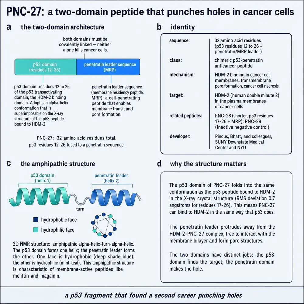 PNC-27: a two-domain peptide that punches holes in cancer cells