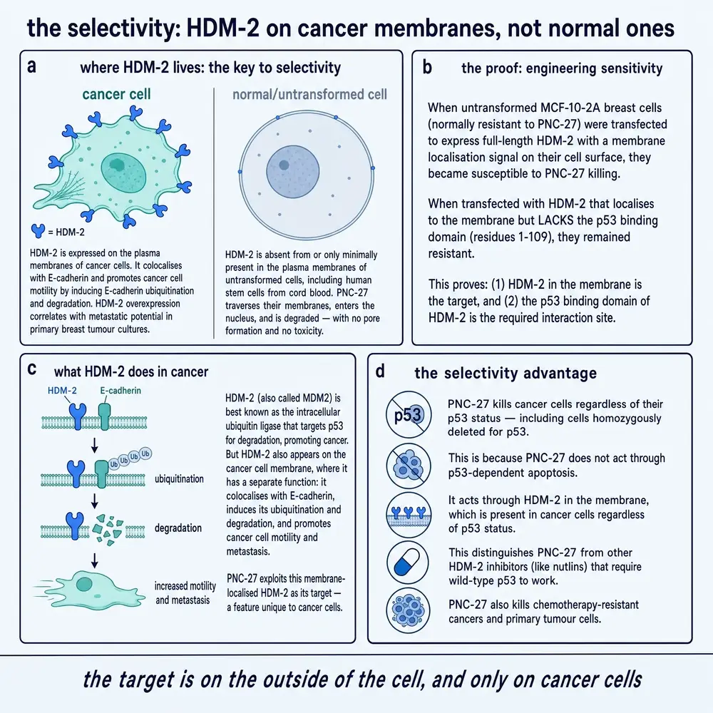 The selectivity: HDM-2 on cancer membranes, not normal ones