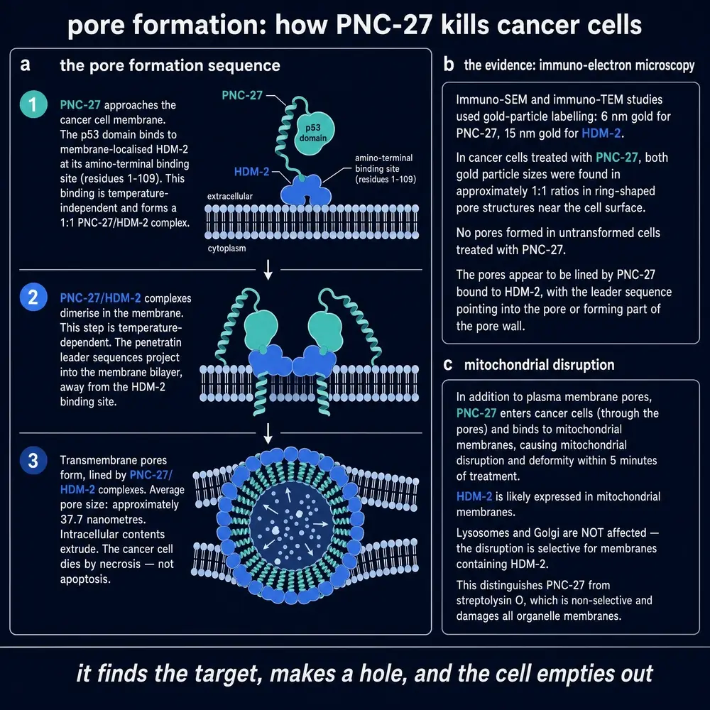 Pore formation: how PNC-27 kills cancer cells