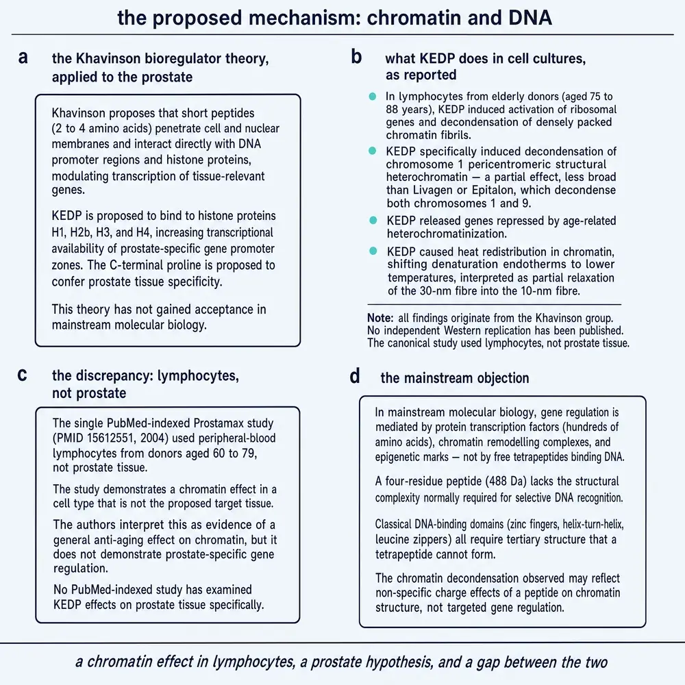 Proposed Prostamax mechanism: chromatin theory, lymphocyte findings, tissue discrepancy, and mainstream objection