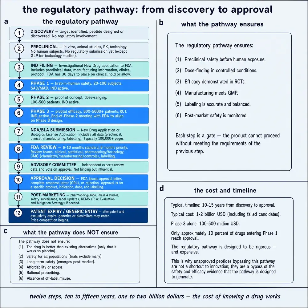 The regulatory pathway: from discovery to approval