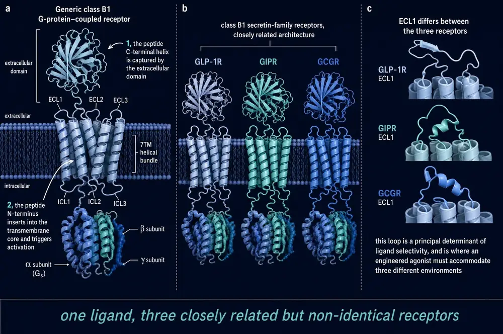 The three target receptors