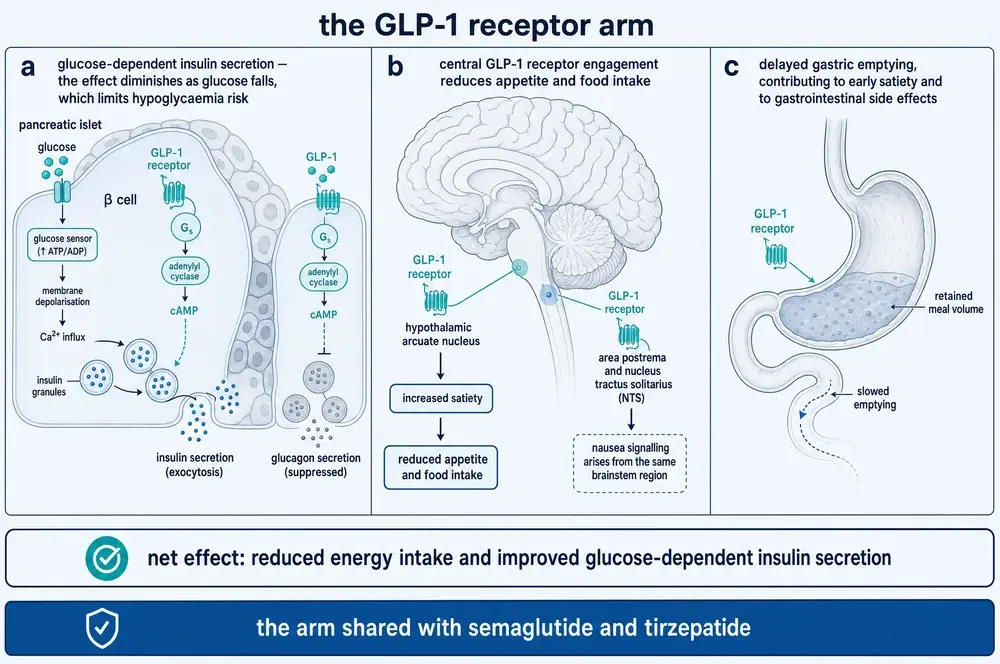 The GLP-1 receptor arm