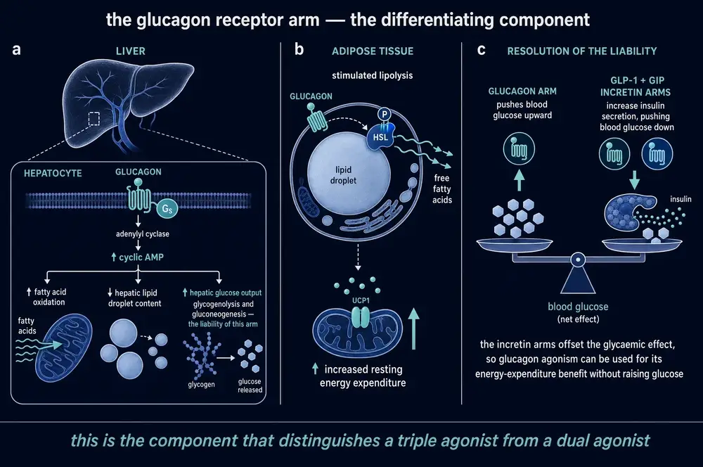 The glucagon receptor arm