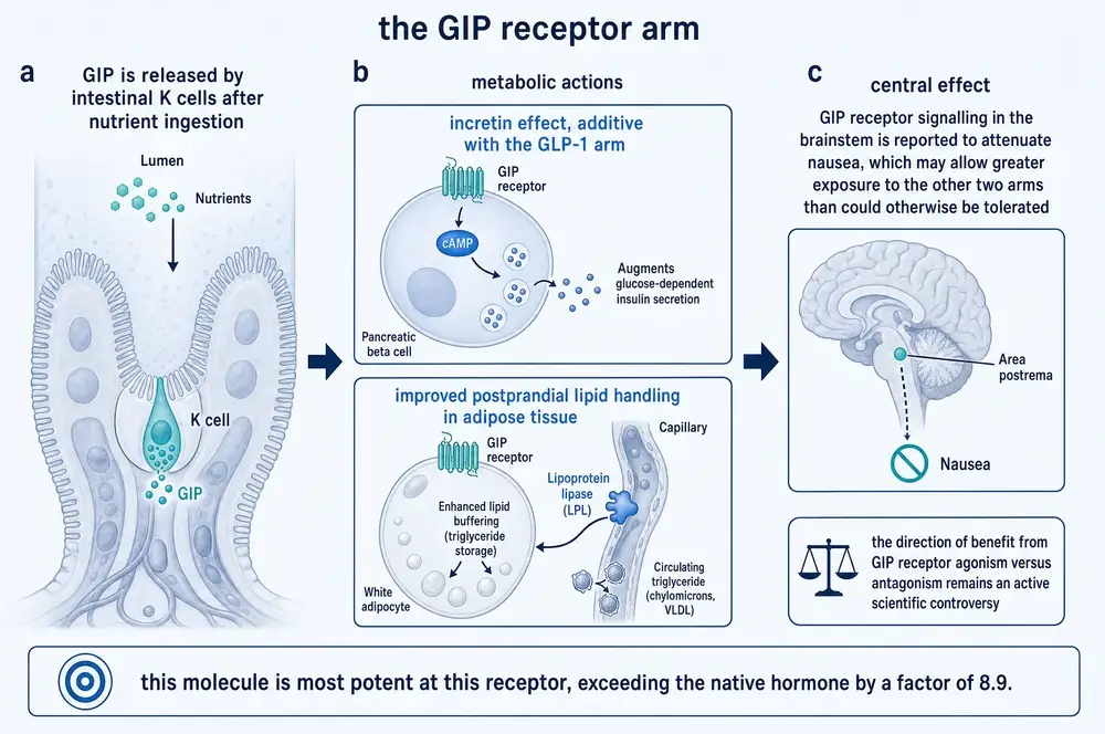 The GIP receptor arm