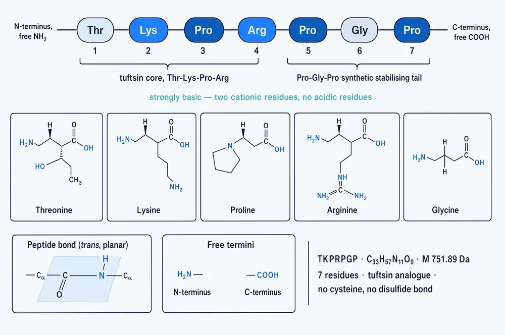 Primary structure of the heptapeptide as a labelled residue chain from the free amino terminus to the free carboxyl terminus, with the tuftsin core and the Pro-Gly-Pro tail bracketed, skeletal structures of the five constituent amino acids beneath, and insets showing the planar peptide bond and the free termini.