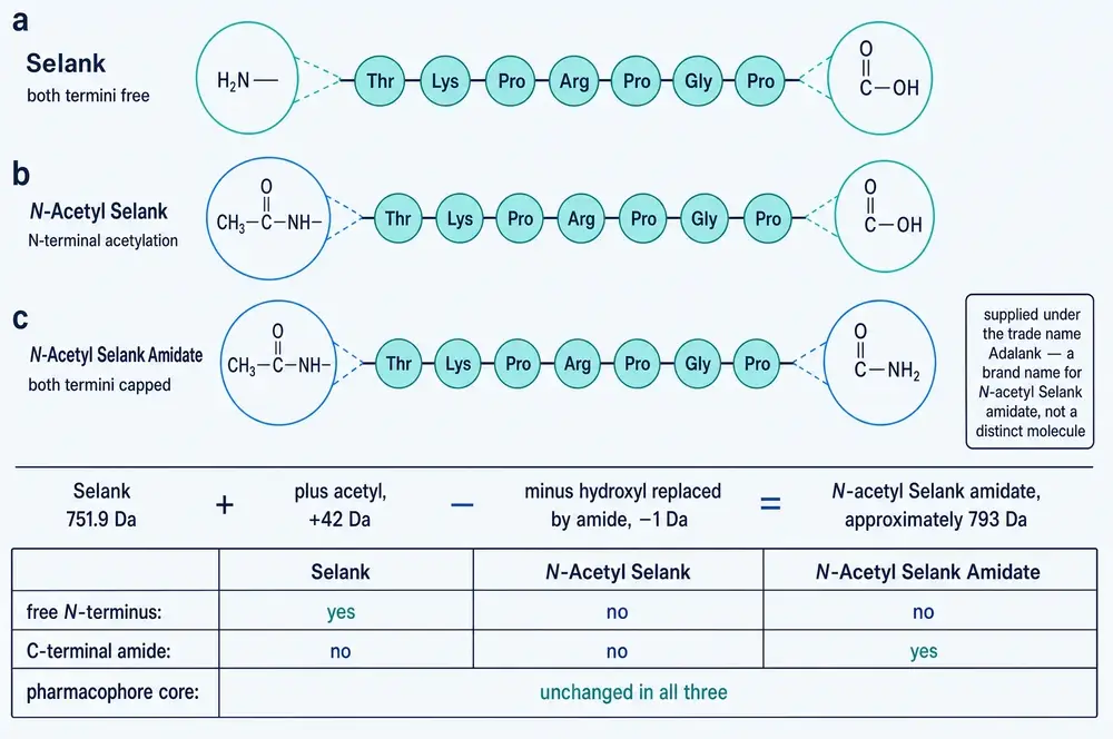 Three stacked panels comparing Selank with both termini free, N-acetyl Selank with the amino terminus capped, and N-acetyl Selank amidate with both termini capped, followed by the mass arithmetic and a comparison table.