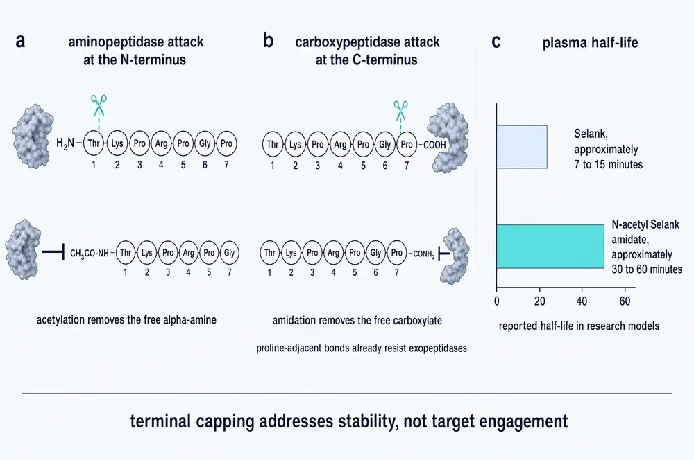 Three panels. Panel a, an aminopeptidase attacking the free amino terminus, blocked by acetylation. Panel b, a carboxypeptidase attacking the free carboxyl terminus, blocked by amidation. Panel c, a bar chart of reported plasma half-life for the parent peptide and the doubly capped analogue.