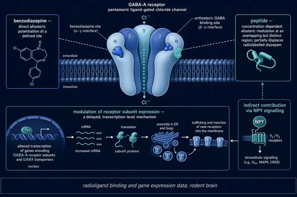 Diagram of the pentameric GABA-A receptor in a membrane, showing the orthosteric GABA site at a beta-alpha interface and the benzodiazepine site at the alpha-gamma interface, with a benzodiazepine acting at the latter and a peptide acting at an overlapping but distinct region, plus a lower panel showing transcription-level modulation of receptor subunit expression.
