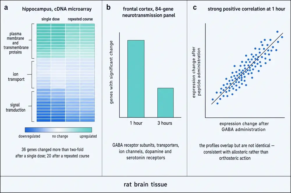 Three panels. Panel a, a hippocampal cDNA microarray heat map comparing a single dose with a repeated course. Panel b, a bar chart of genes significantly changed at one hour and three hours in a frontal cortex panel. Panel c, a scatter plot correlating expression change after peptide administration with expression change after GABA administration.