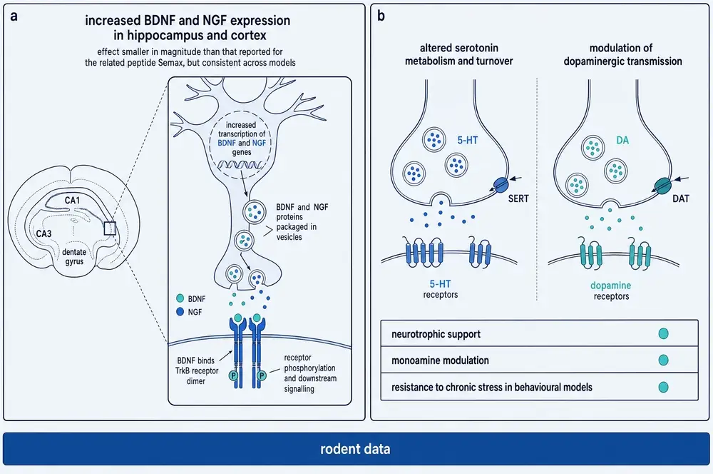 Two panels. Panel a, increased neurotrophin expression in hippocampus and cortex with BDNF binding a TrkB receptor dimer. Panel b, altered serotonin metabolism at a serotonergic terminal and modulation of dopaminergic transmission.