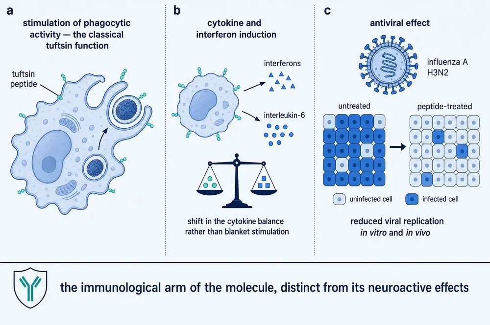 Three panels. Panel a, a macrophage engulfing material, the classical tuftsin function. Panel b, induction of interferons and interleukin-6 with a balance illustrating a shift rather than blanket stimulation. Panel c, an antiviral effect against influenza A H3N2 shown as fewer infected cells in a treated monolayer.