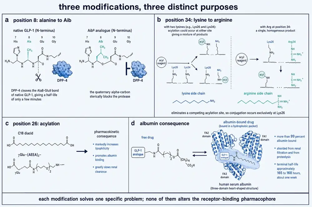 Three modifications and their separate pharmacological purposes