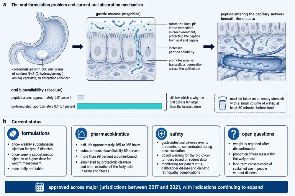 Oral absorption mechanism and a summary of the compound's status