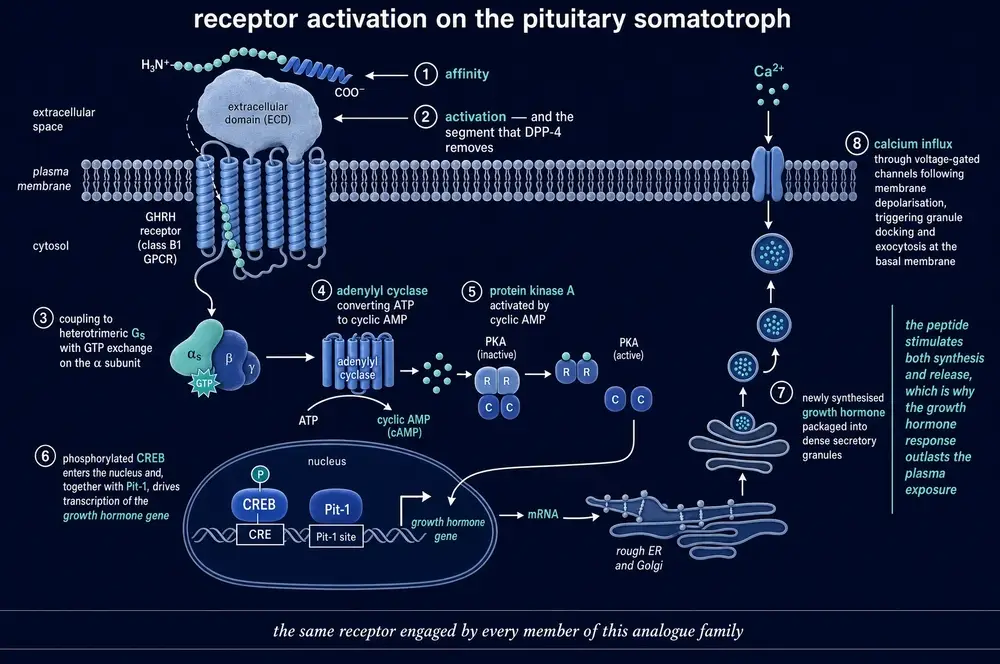 Receptor activation cascade on the pituitary somatotroph, numbered one to eight, from peptide binding through Gs, adenylyl cyclase, cyclic AMP, protein kinase A, CREB and Pit-1 to granule exocytosis