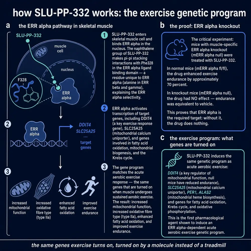 Dark-mode commissioned plate: SLU-PP-332 binds ERRα, induces the exercise gene program, and fails in ERRα knockout mice