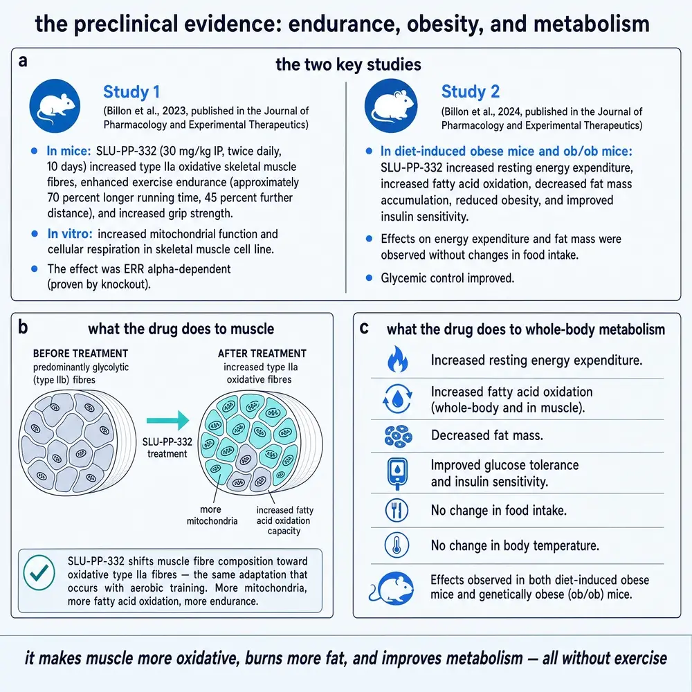 Commissioned plate summarising the 2023 endurance study and 2024 metabolic-syndrome study of SLU-PP-332 in mice