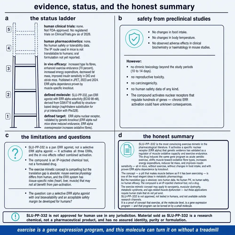 Commissioned status ladder for SLU-PP-332: solid preclinical rungs, empty human pharmacokinetics and trials, honest summary