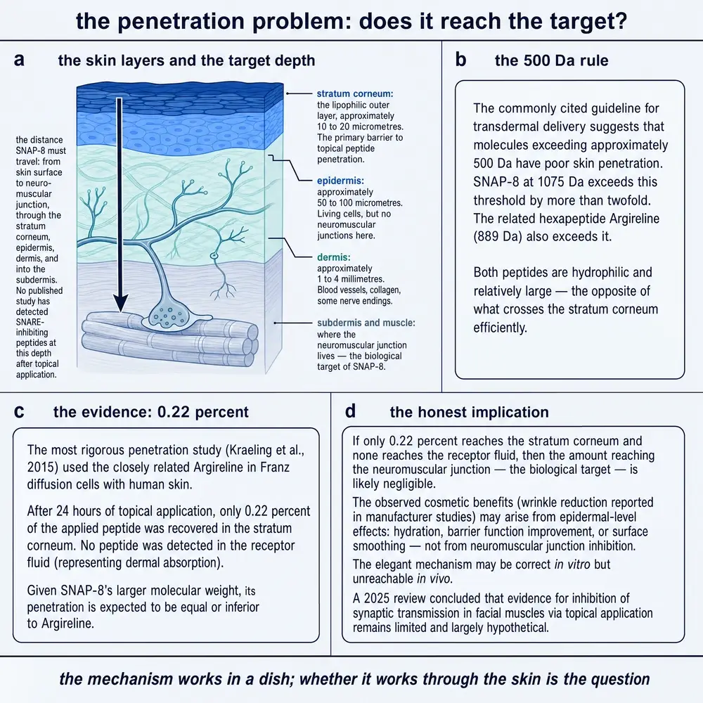 Penetration plate: skin-layer depths to the neuromuscular junction, the 500-dalton rule, the 0.22 percent Kraeling finding, and the honest implication