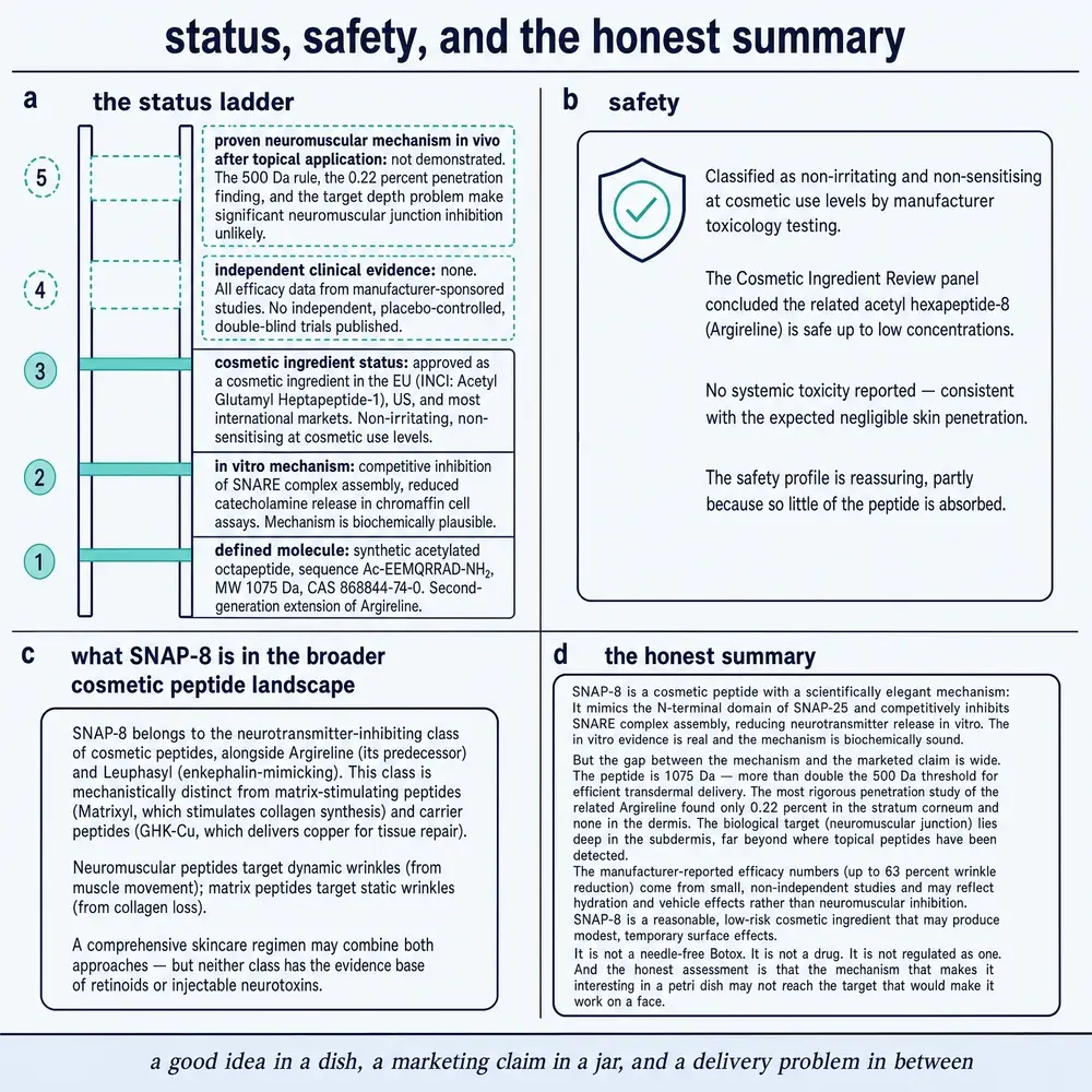Status ladder, safety card, cosmetic-peptide landscape, and honest summary for SNAP-8