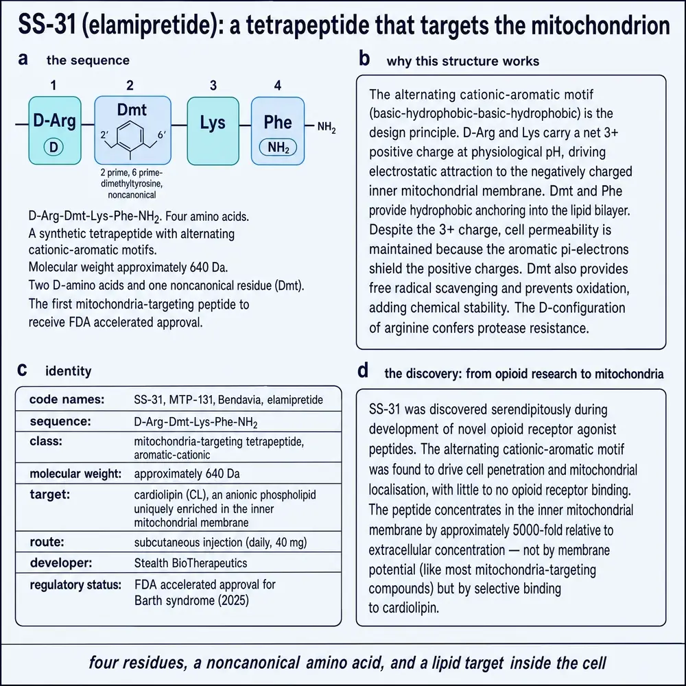 SS-31 molecular anatomy: D-Arg-Dmt-Lys-Phe-NH2 sequence, alternating cationic-aromatic motif, identity aliases, and discovery context